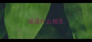 成语什么相生
