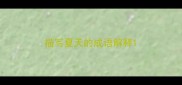 描写夏天的成语解释