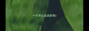 一字开头成语爱情