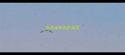 有关龙和虎的成语