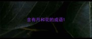 含有月和花的成语