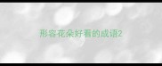 形容花朵好看的成语