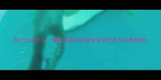 弄什么作什么趣味成语中的谐音双关艺术与经典案例