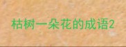 枯树一朵花的成语