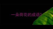 一朵荷花的成语