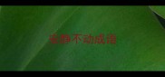 安静不动成语