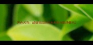 声色犬马成语背后的历史典故与职场警示