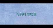 写荷叶的成语