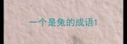 一个是兔的成语