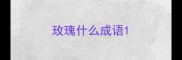 玫瑰什么成语
